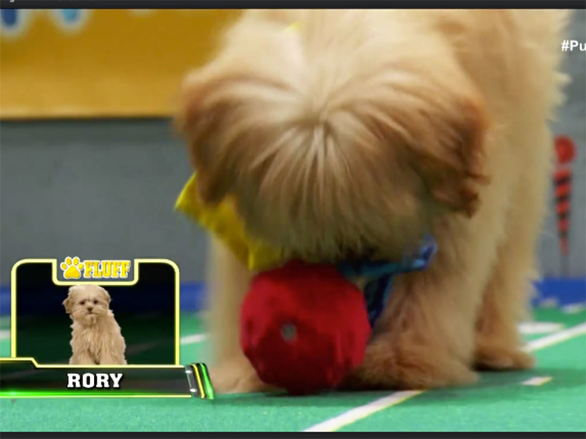 rory-starts-scoring-puppy-bowl.jpg