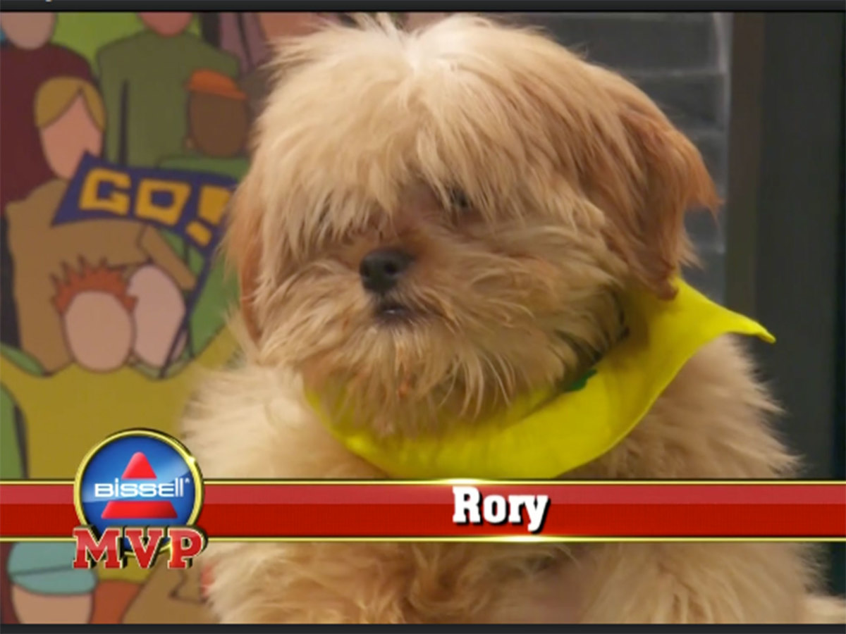 Rory-3-puppy-bowl.jpg