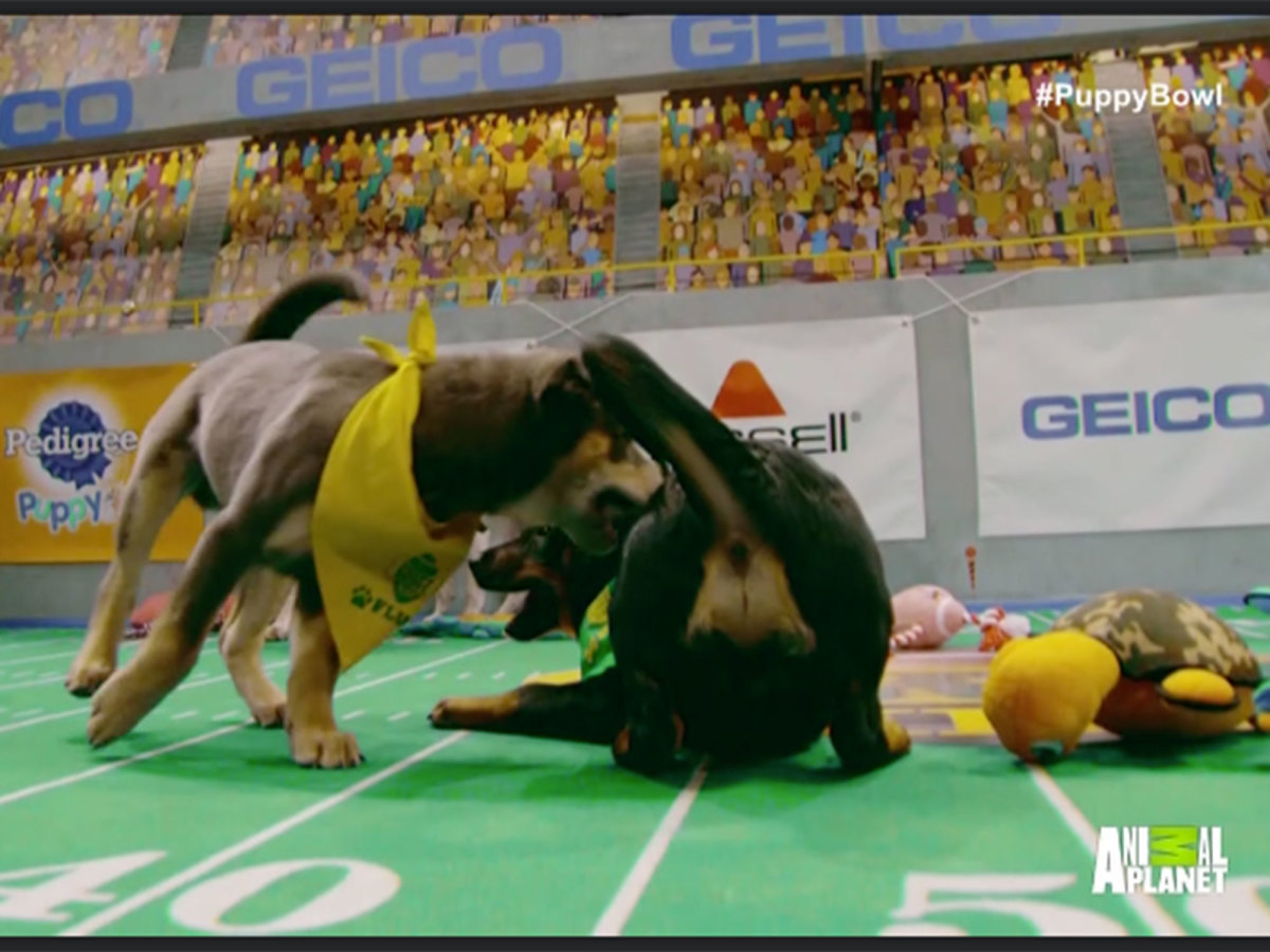 Nyquist-puppy-bowl.jpg