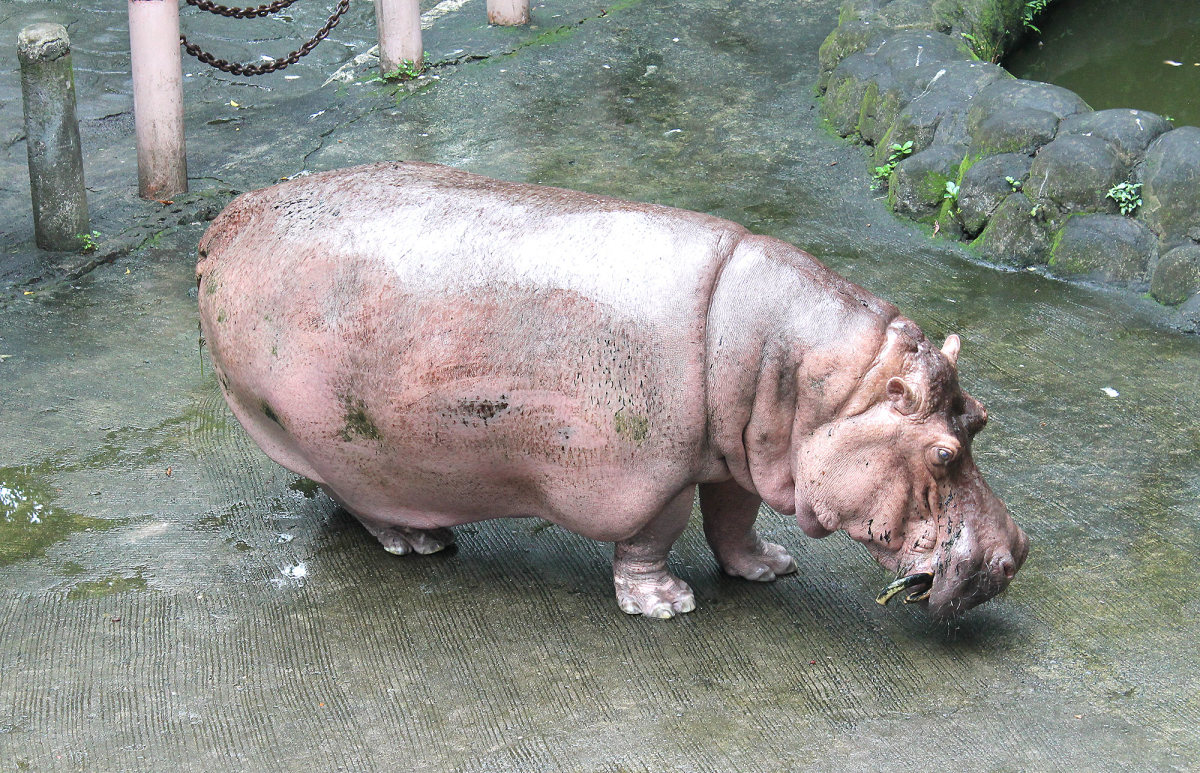bertha-the-hippo.jpg