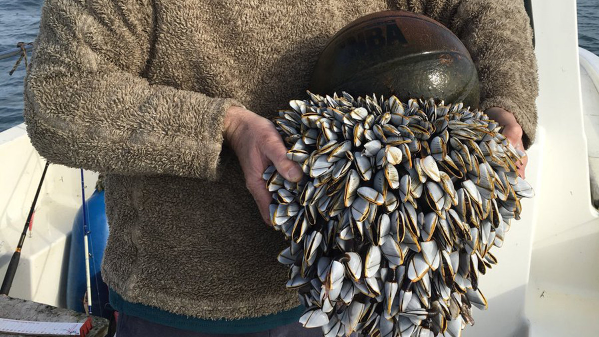 Basketball covered in barnacles found in English Channel Sports