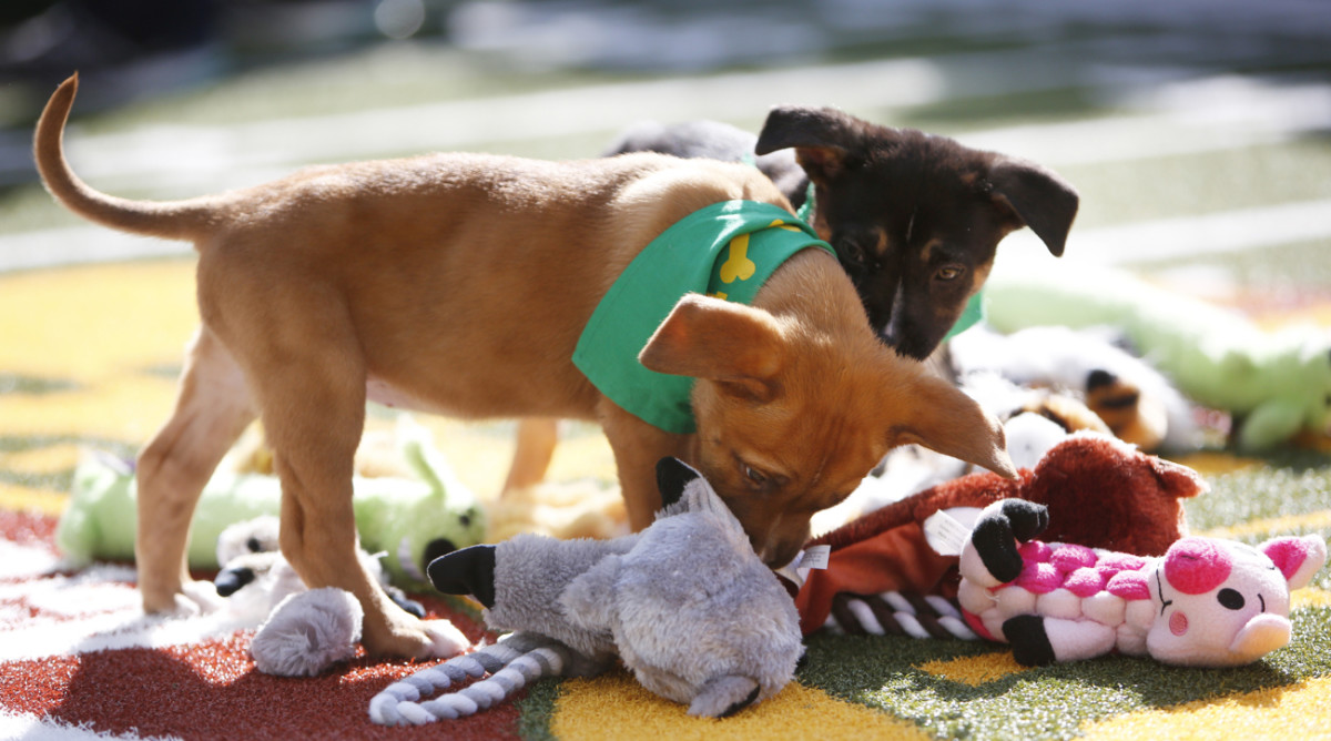 Watch Puppy Bowl 2017 online Live stream, TV channel Sports Illustrated