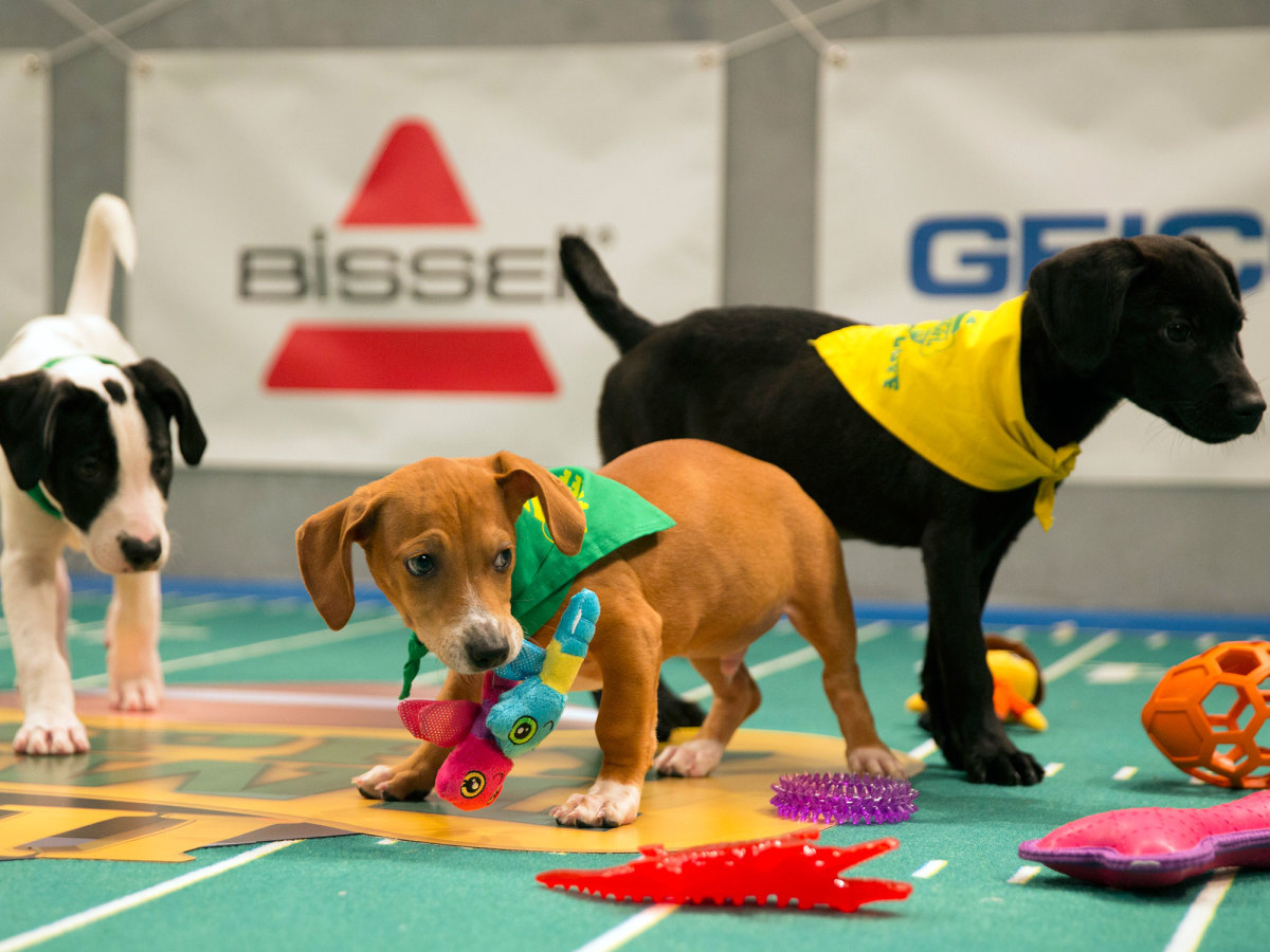 puppy-bowl-sully-noodle-and-maybell.jpg