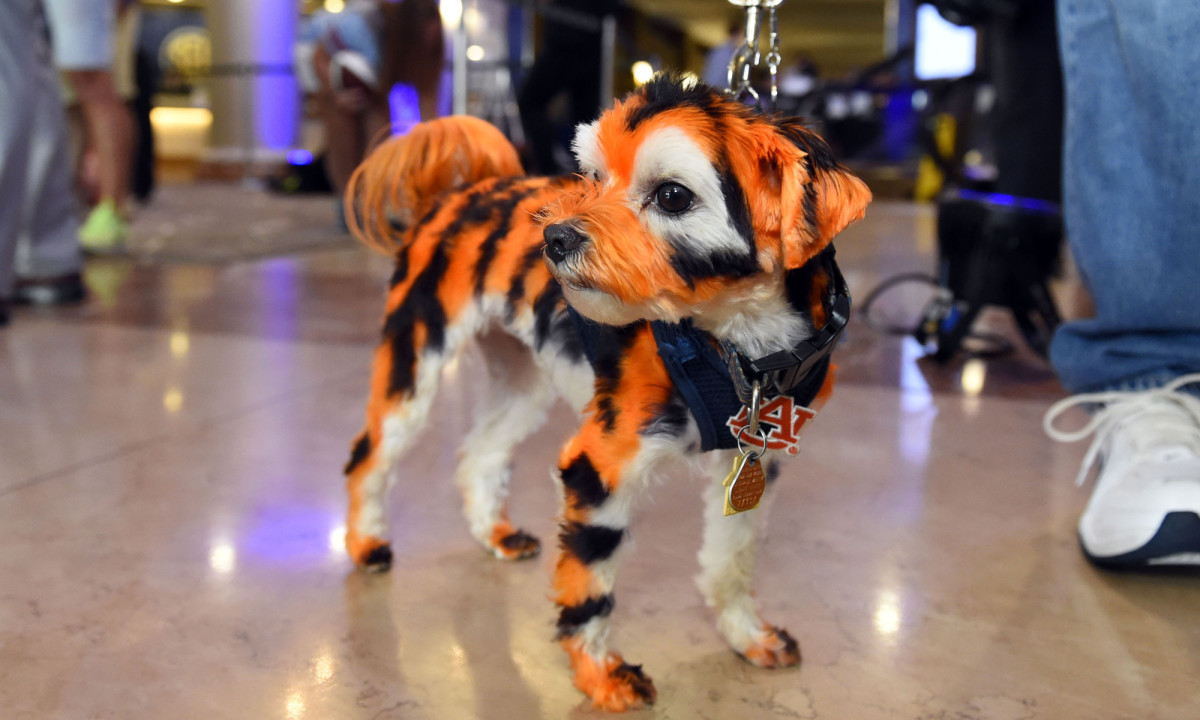 auburn-fan-dog.jpg