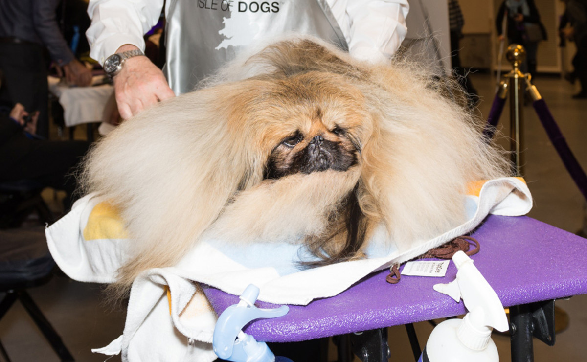 chuckie-backstage-westminster-dog.jpg