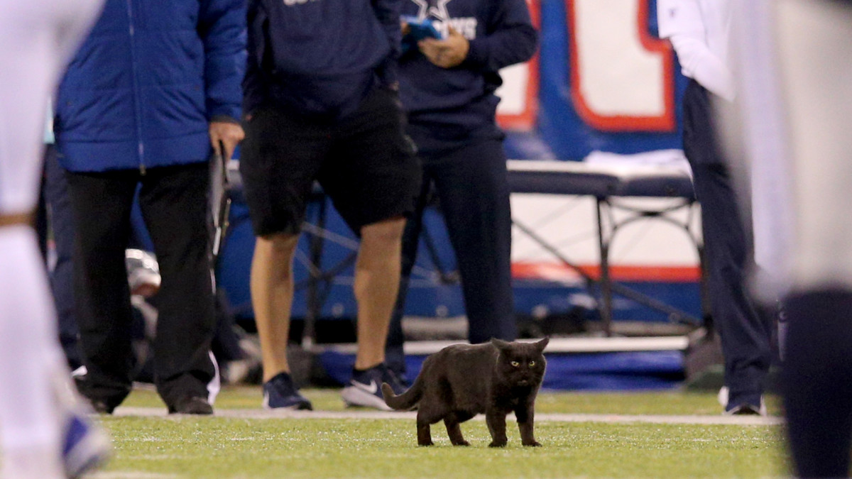 A black cat on the field at Giants-Cowboys game