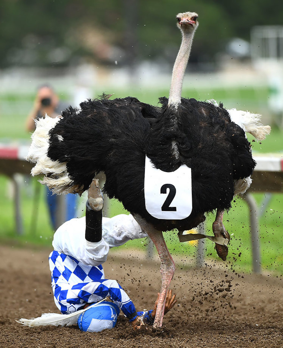 2016-0716-Jose-Montoya-ostrich-race.jpg