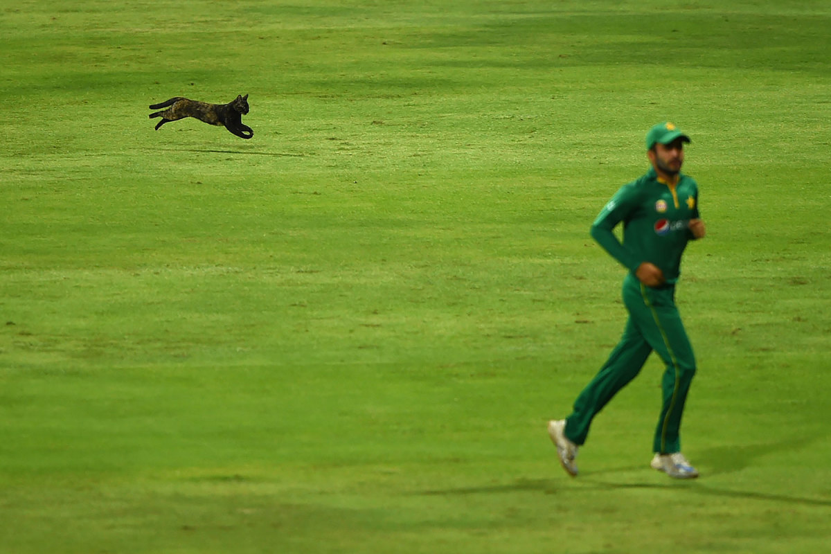 2016-1005-cricket-cat.jpg