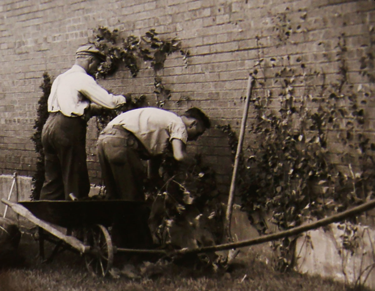 1937-Wrigley-Field-ivy..jpg