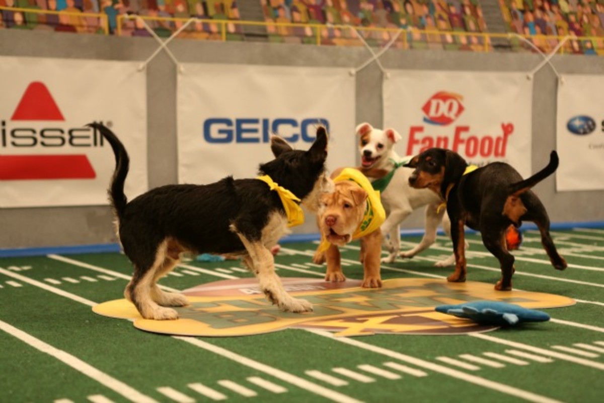 Puppy Bowl XII Puppy rosters and pictures Sports Illustrated