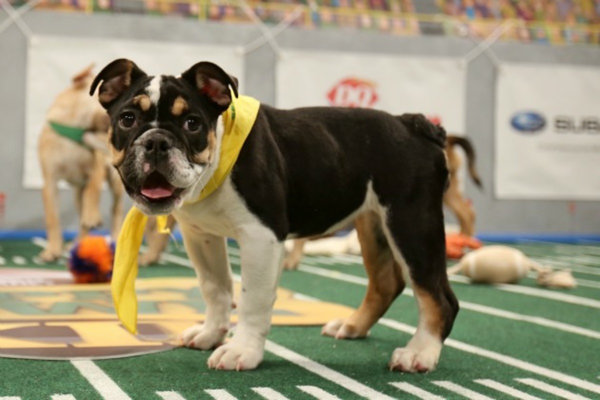 puppy-bowl-1.jpg