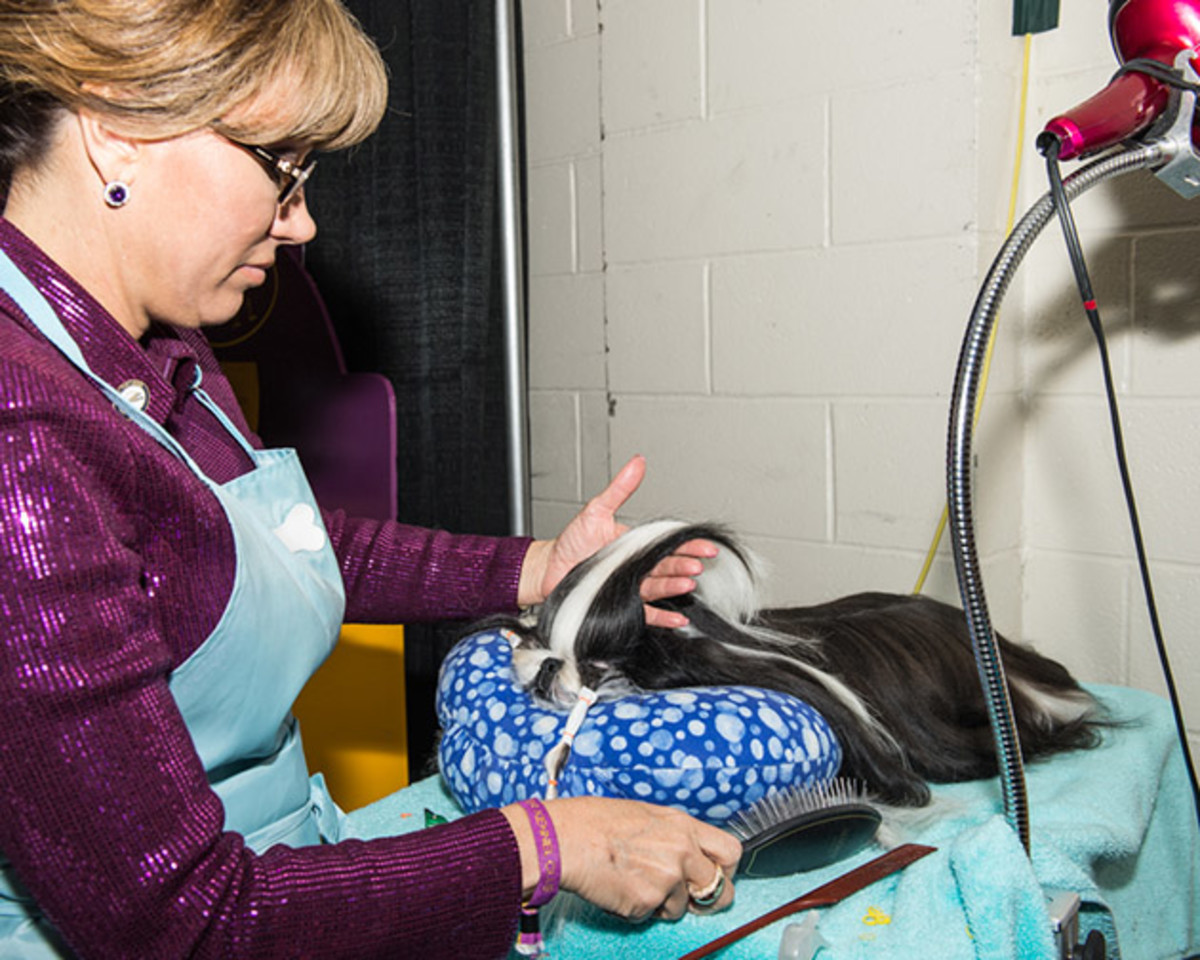 Shih Tzu backstage (1 of 1).jpg