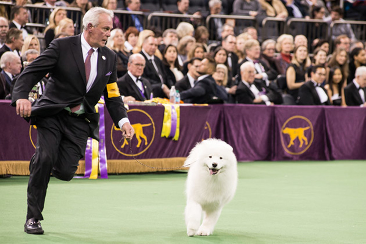 Samoyed action (1 of 1).jpg