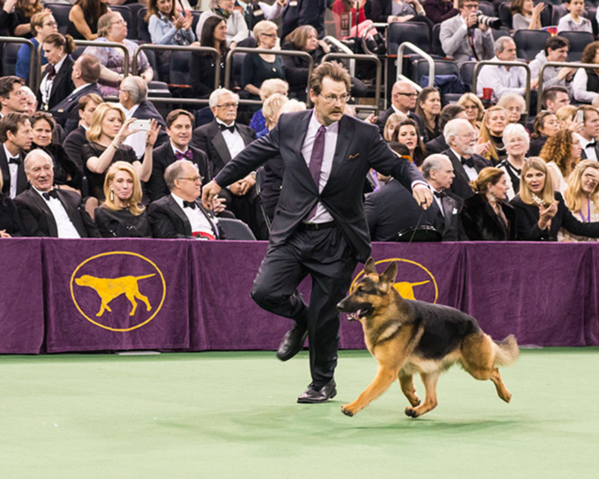 German Shepherd action (1 of 1).jpg