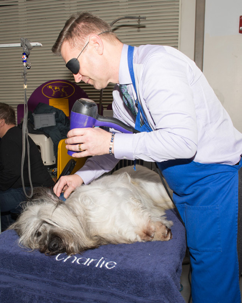 Skye Terrier backstage (1 of 1).jpg
