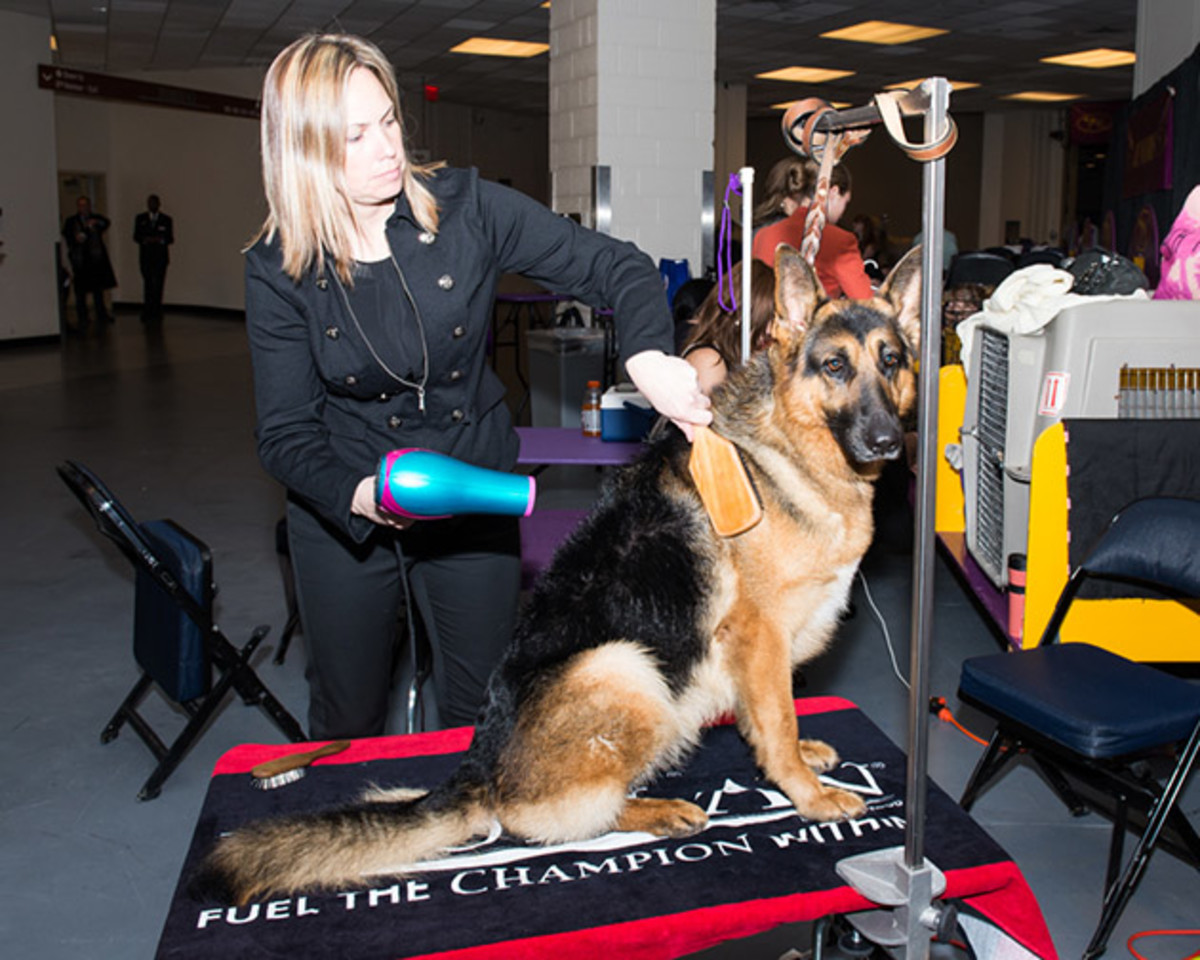 German Shepherd backstage (1 of 1).jpg
