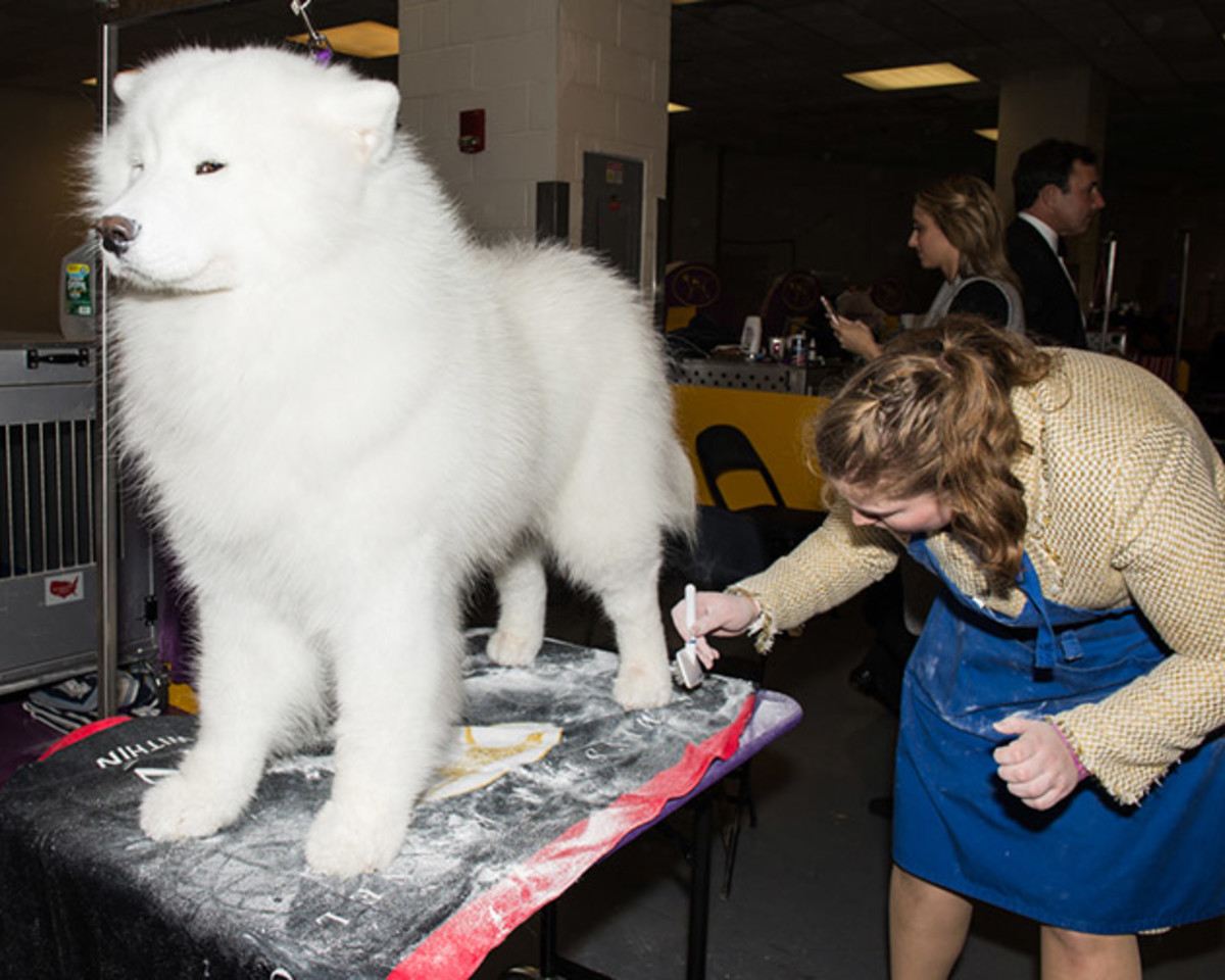 Samoyed backstage (1 of 1).jpg