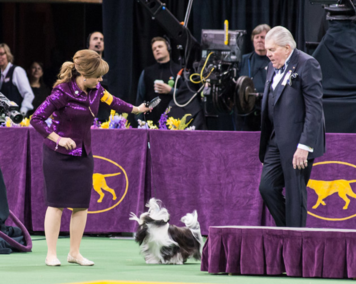 Shih Tzu action (1 of 1).jpg