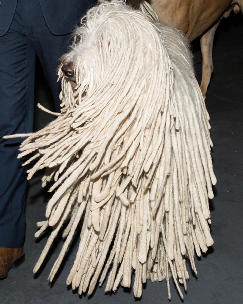 Komondor (1 of 1).jpg
