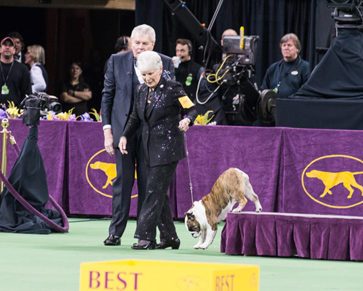 Bulldog action (1 of 1).jpg