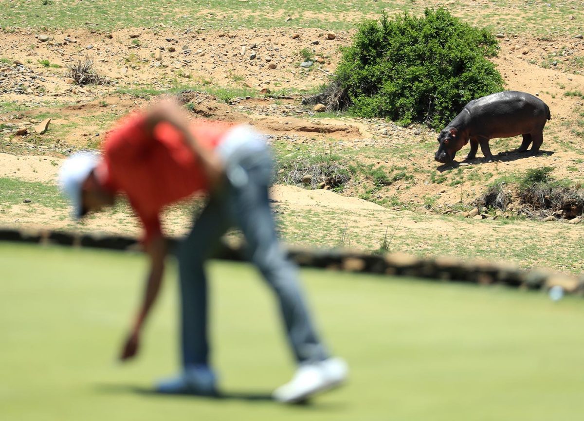 2016-1204-Hippopotamus-golf.jpg