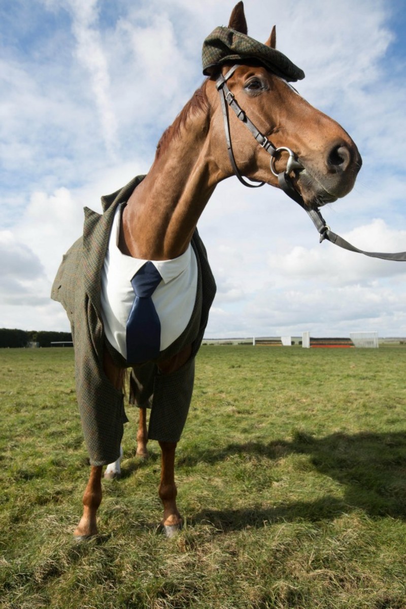 harris-tweed-three-piece-suit-horse-cheltenham-4.jpg