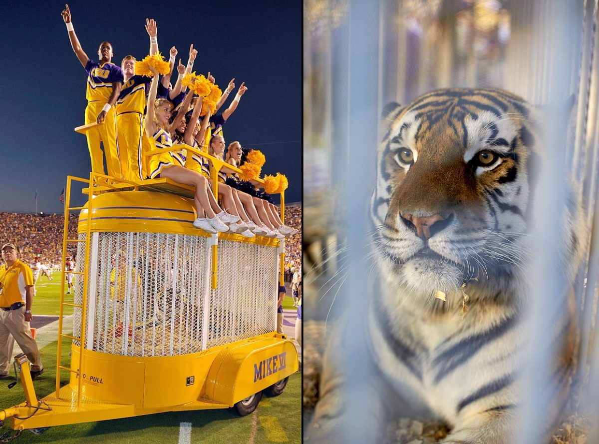 lsu-tigers-mascot-mike-the-tiger.jpg