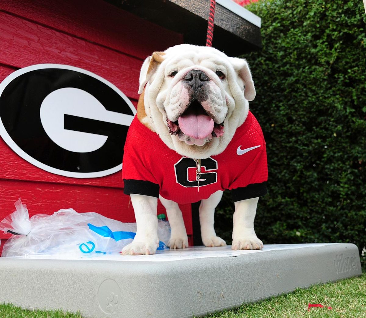 georgia-bulldogs-mascot-uga.jpg