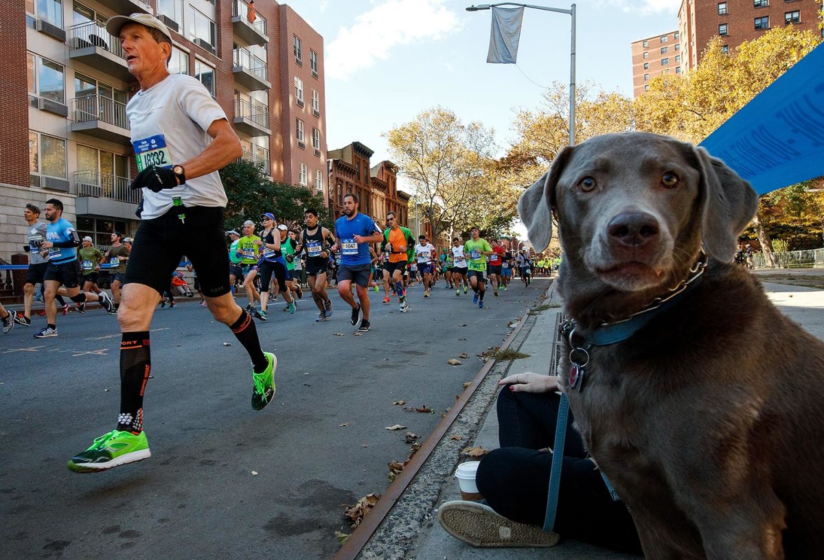 2016-1106-New-York-City-Marathon-dog.jpg