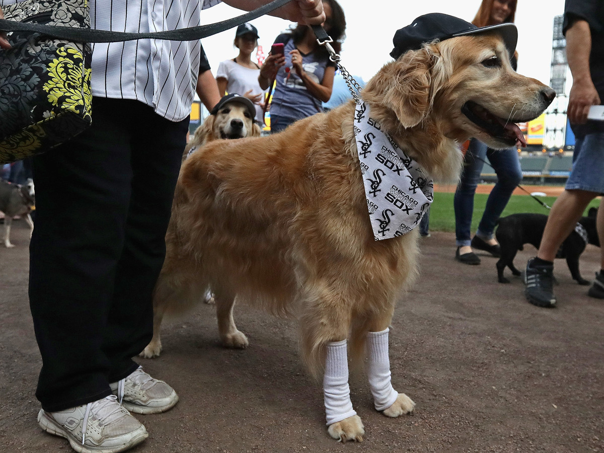 white-sox-bark-in-the-park-record-2.jpg