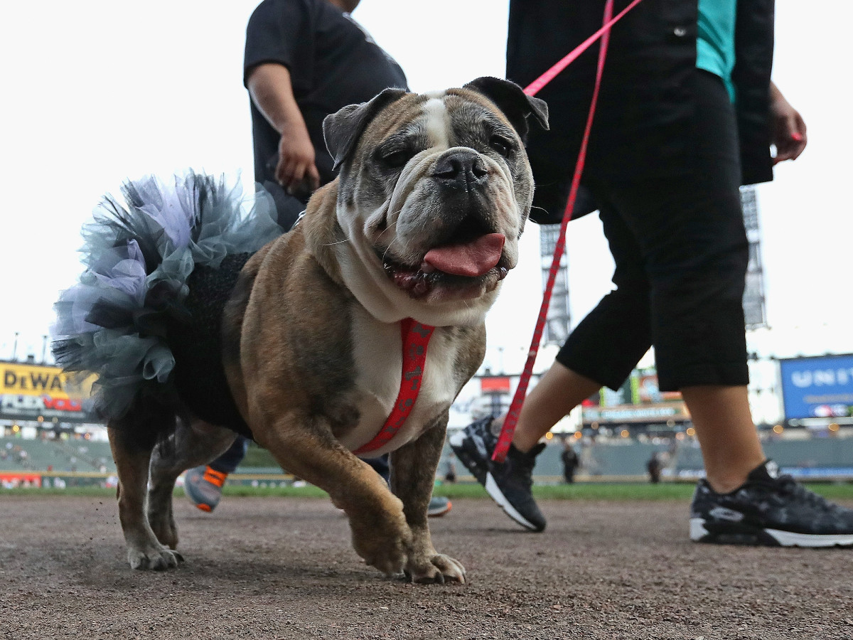 white-sox-bark-in-the-park-record-1.jpg