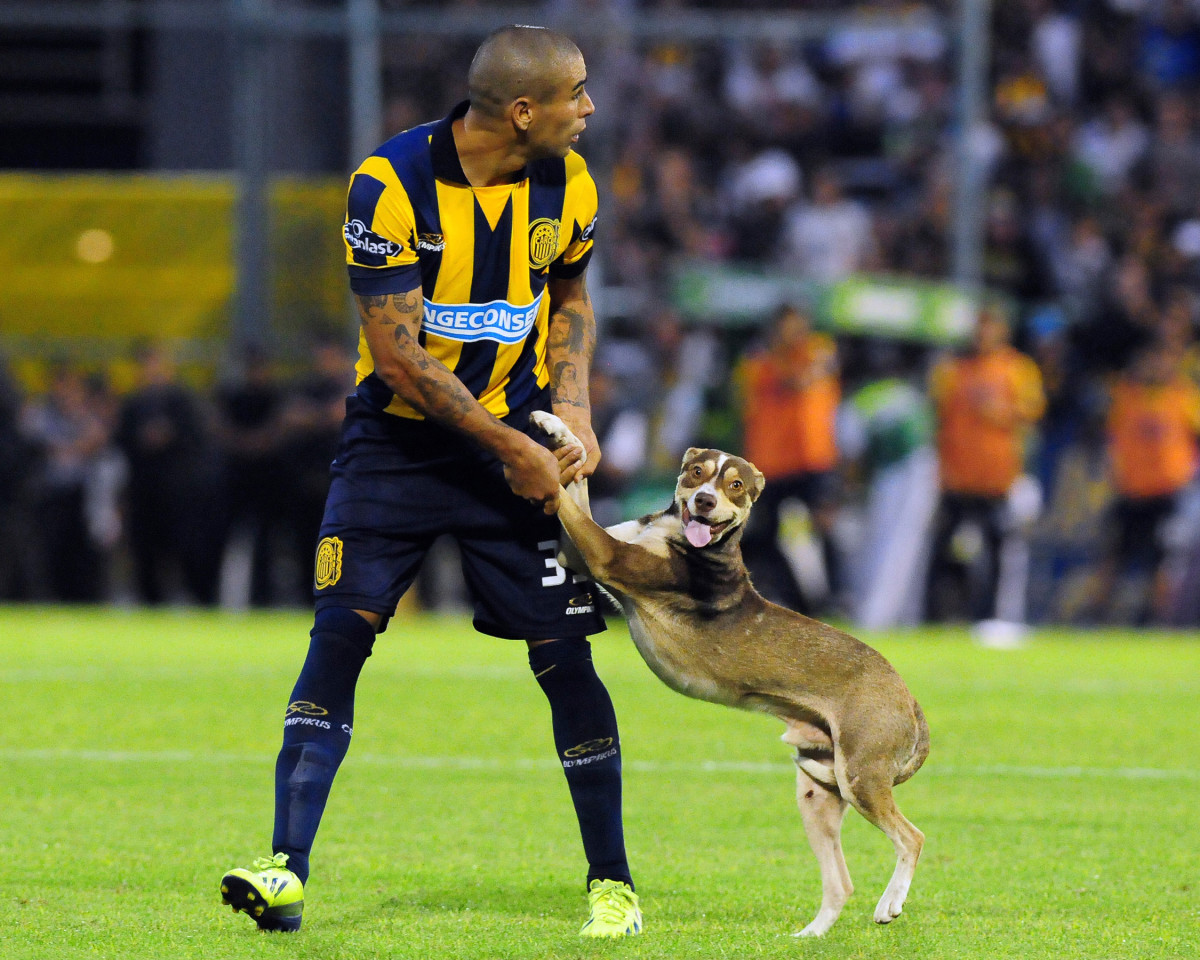 Dog-Pitch-Invader-4.jpg