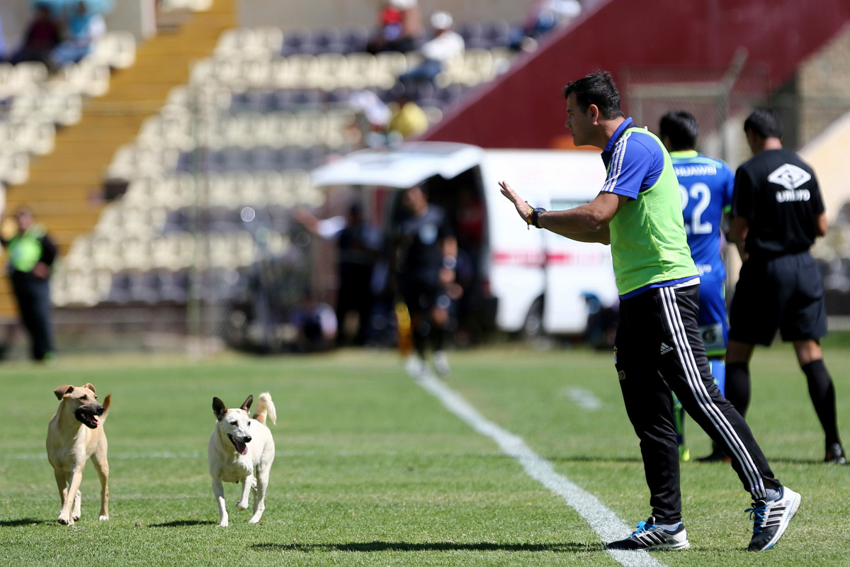 Dog-Pitch-Invader-1.jpg