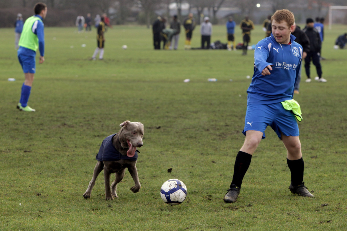 Dog-Pitch-Invader-13.jpg