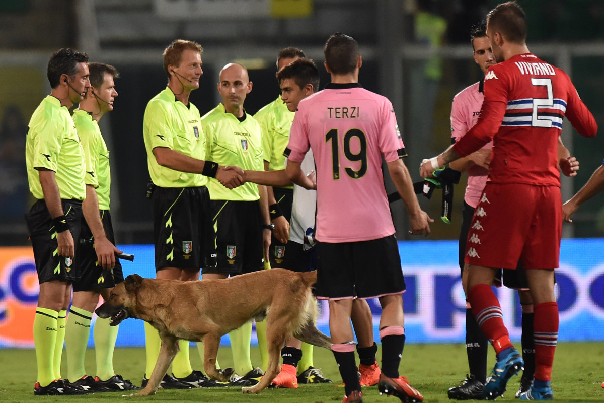 Dog-Pitch-Invader-3.jpg