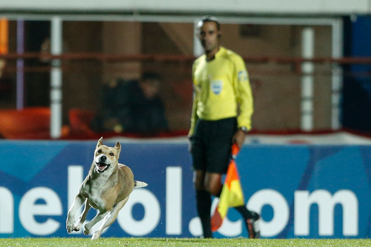 Dog-Copa-Sudamericana.jpg