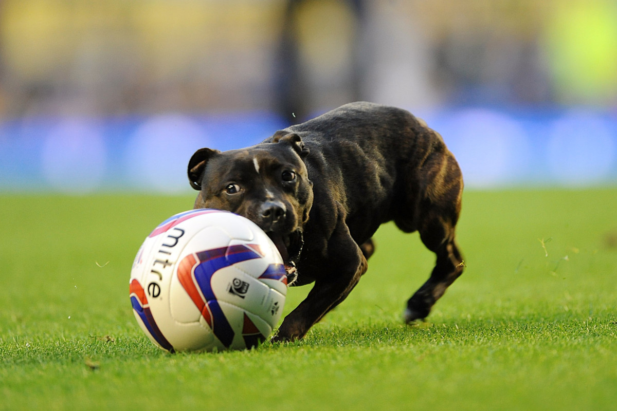 Dog-Pitch-Invader-14.jpg