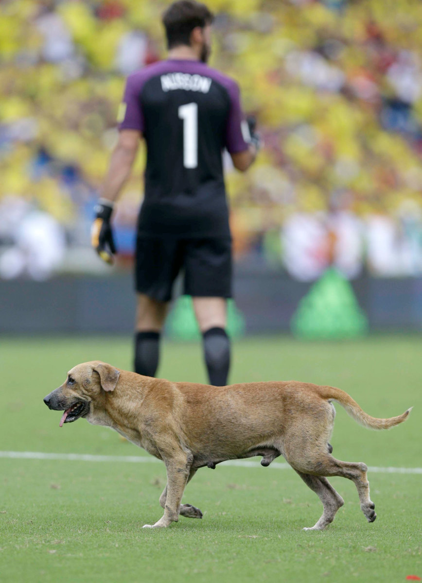 Brazil-Colombia-Dog.jpg