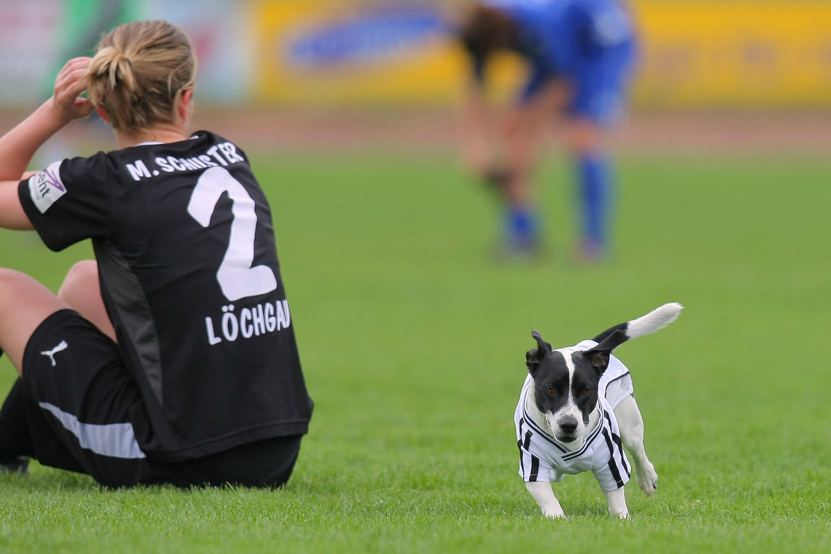 Dog-Pitch-Invader-8.jpg