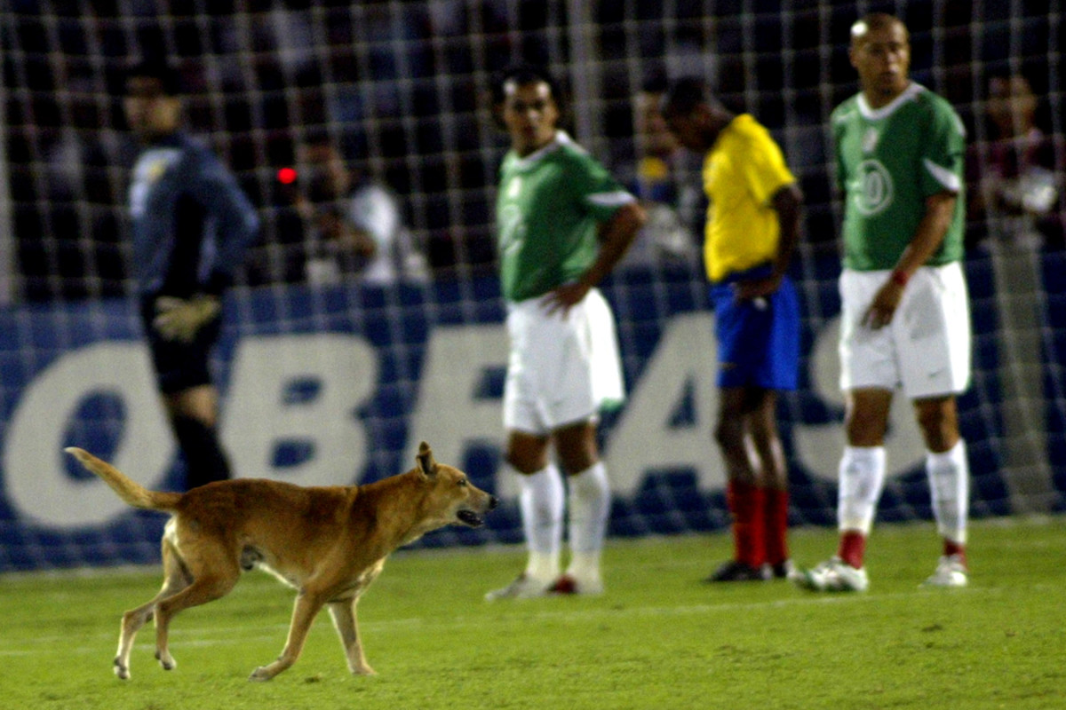Dog-Pitch-Invader-11.jpg