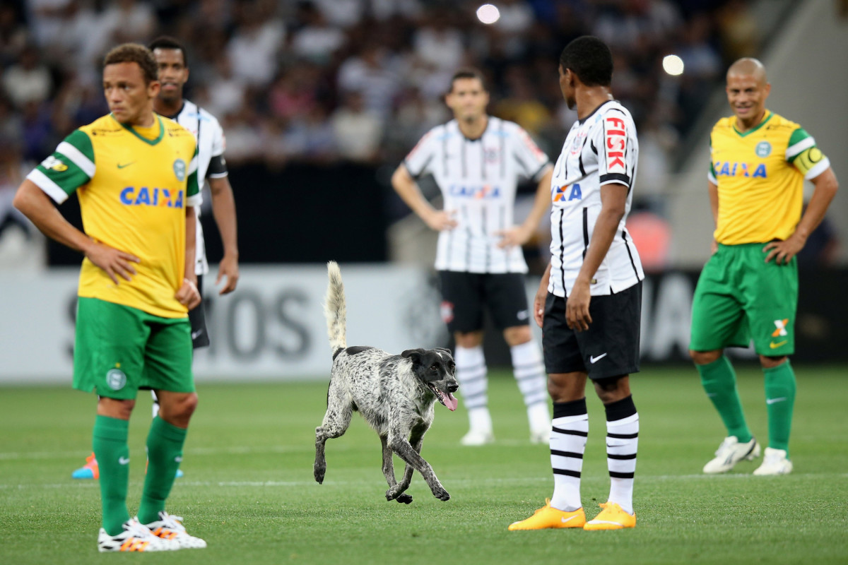 Dog-Pitch-Invader-2.jpg