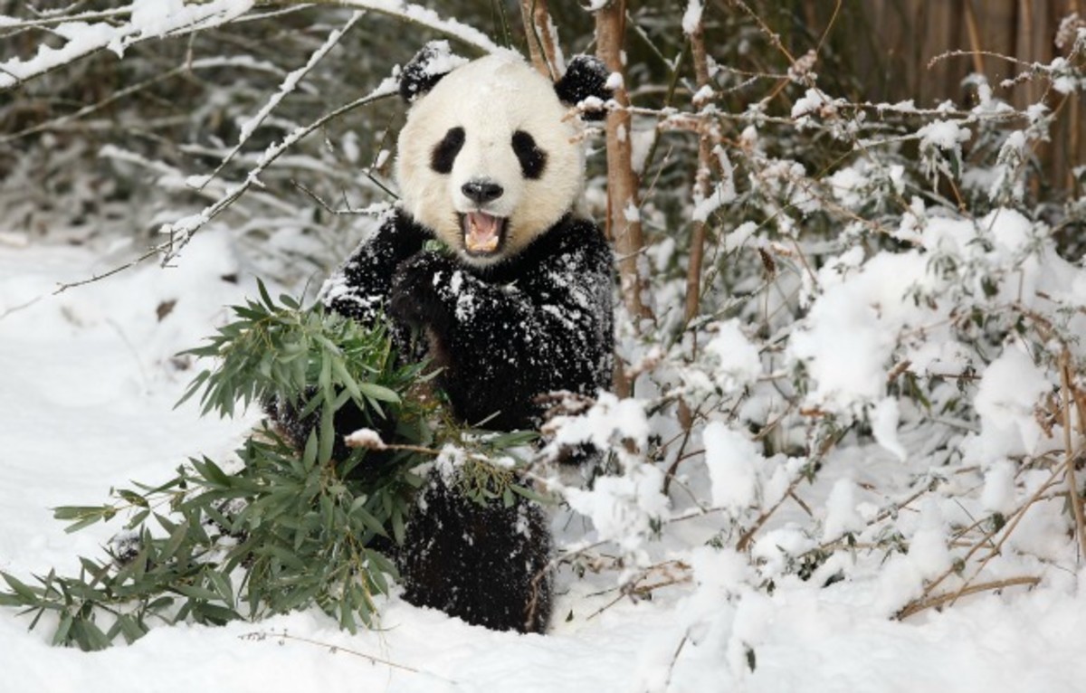 dc-snowstorm-sports-panda.jpg