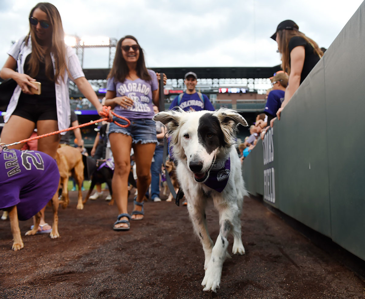Colorado-Rockies-Bark-at-the-Park-dogs-GettyImages-590515814_master.jpg