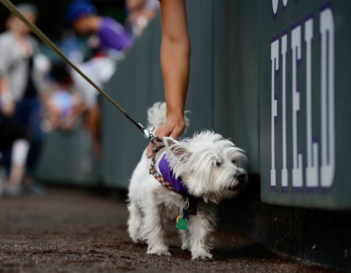 Colorado-Rockies-Bark-at-the-Park-dogs-GettyImages-590515778_master.jpg