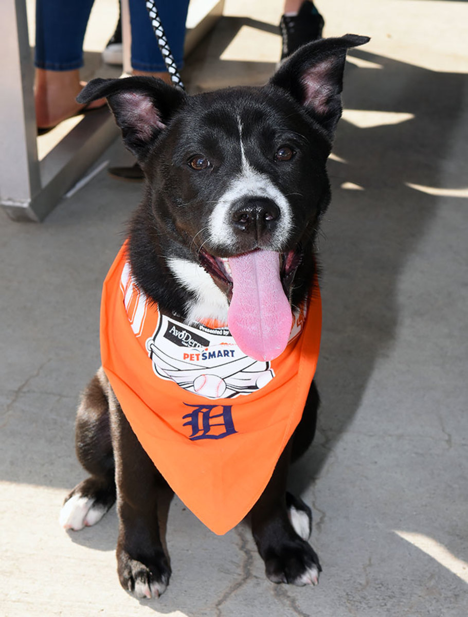 Detroit-Tigers-Bark-at-the-Park-dogs-GettyImages-544917232_master.jpg
