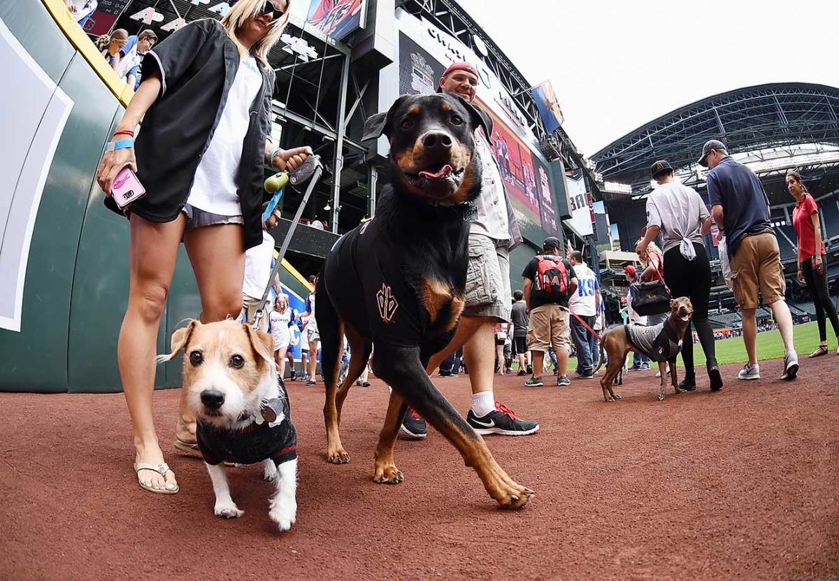 Arizona-Diamondbacks-Bark-at-the-Park-dogs-526915716.jpg