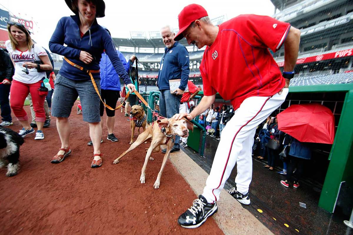Washington-Nationals-Mike-Maddux-Bark-at-the-Park-dogs-406e781a4974425a9a1f6d2143308a35-0.jpg