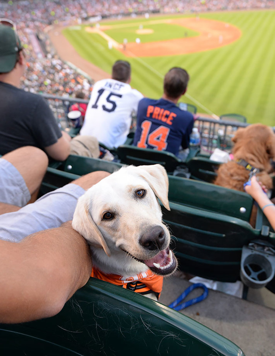 Detroit-Tigers-Bark-at-the-Park-dogs-GettyImages-545136942_master.jpg