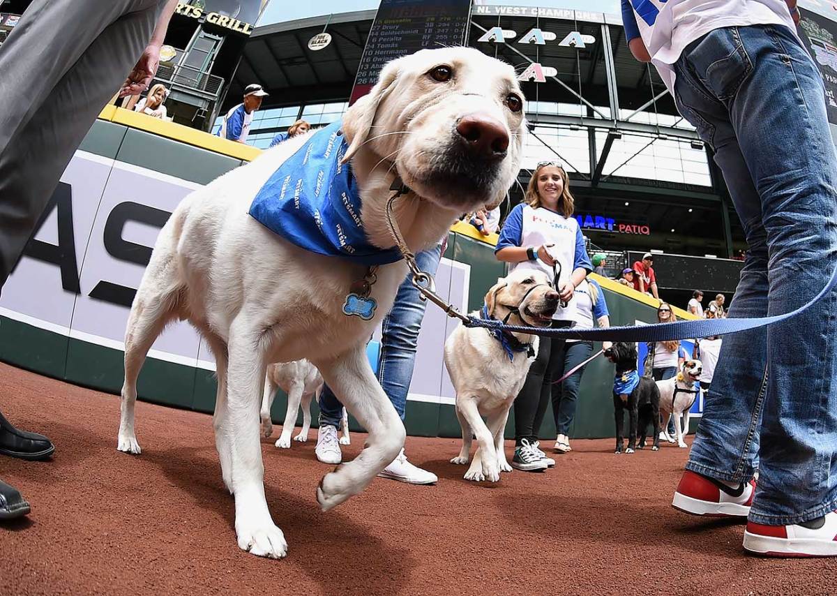 Arizona-Diamondbacks-Bark-at-the-Park-dogs-GettyImages-526915714_master.jpg