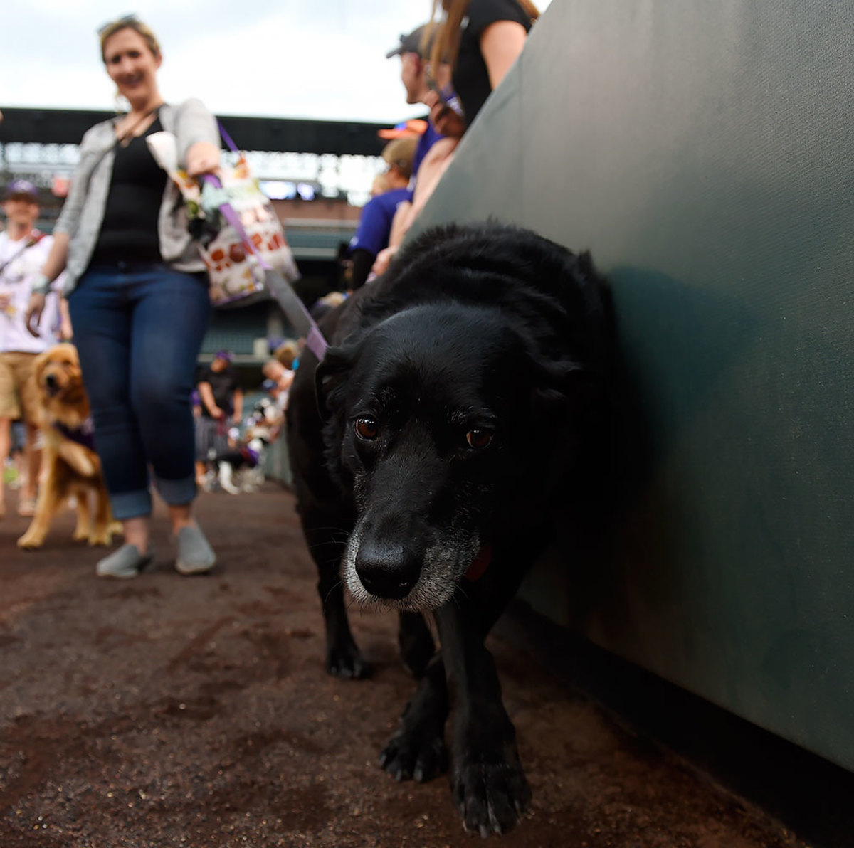 Colorado-Rockies-Bark-at-the-Park-dogs-GettyImages-590515798_master.jpg